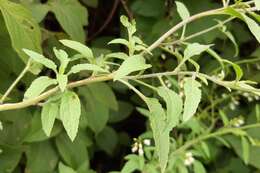 Image of Chaunanthus petiolatus (Hemsl.) O. E. Schulz