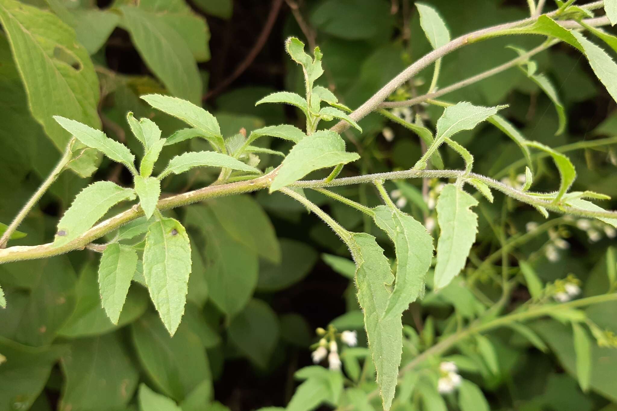 Sivun Chaunanthus petiolatus (Hemsl.) O. E. Schulz kuva