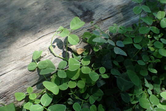 Image of island pea