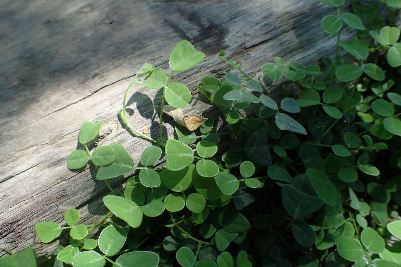 Image of Christia obcordata (Poir.) Bakh. fil.