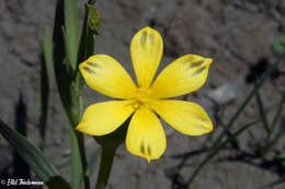 Image of Sisyrinchium arenarium Poepp.