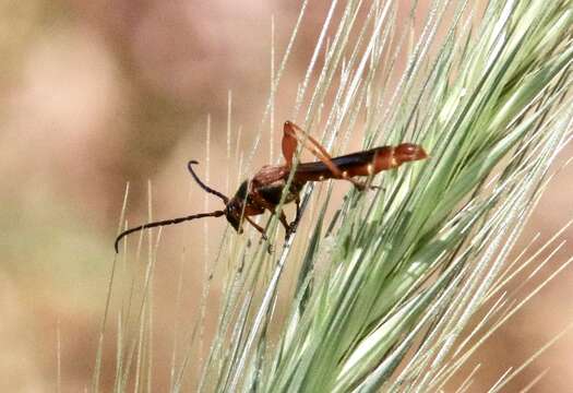 Plancia ëd Necydalis cavipennis Le Conte 1873