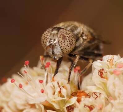 Imagem de Eristalinus aeneus (Scopoli 1763)