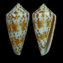 Sivun Conus adenensis E. A. Smith 1891 kuva