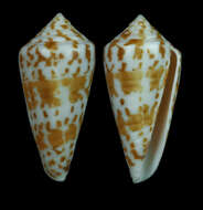 صورة Conus adenensis E. A. Smith 1891