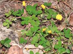 Image of Arachis duranensis Krapov. & W. C. Greg.