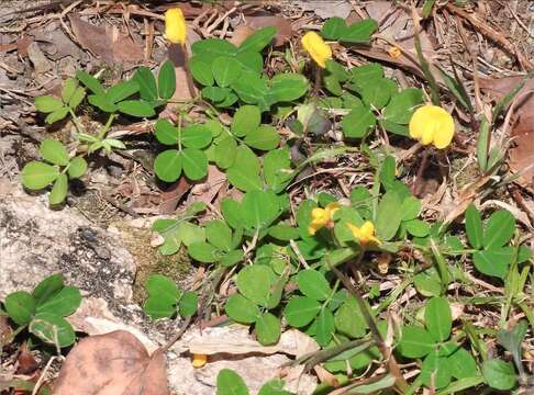 Plancia ëd Arachis duranensis Krapov. & W. C. Greg.