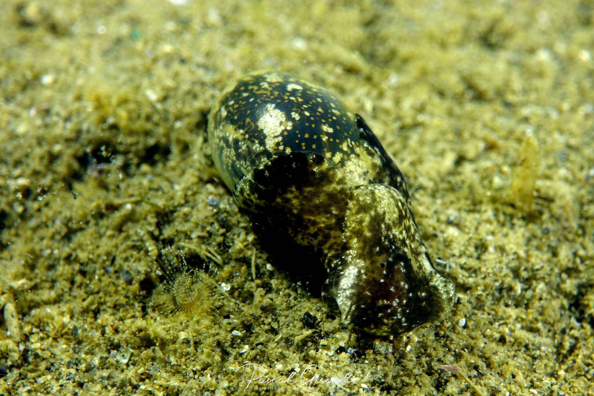 Image of Haminoea exigua (Schaefer 1992)