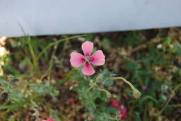 Image of Papaver lecoqii La Motte