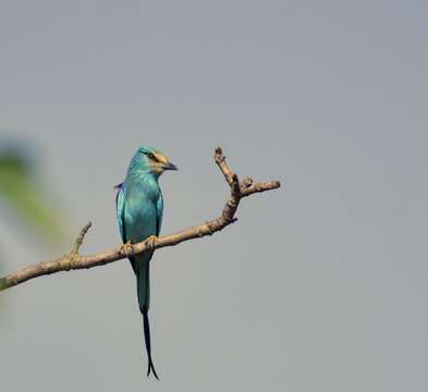 Image of Abyssinian Roller