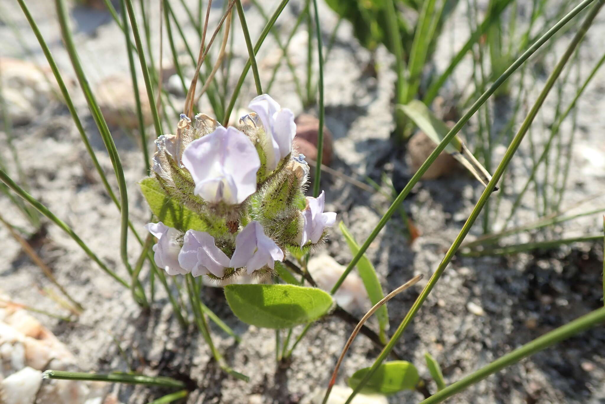 Imagem de Otholobium rotundifolium (L. fil.) C. H. Stirt.