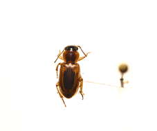 Image of LeConte's Seedcorn Beetle