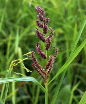 Image of barnyard grass