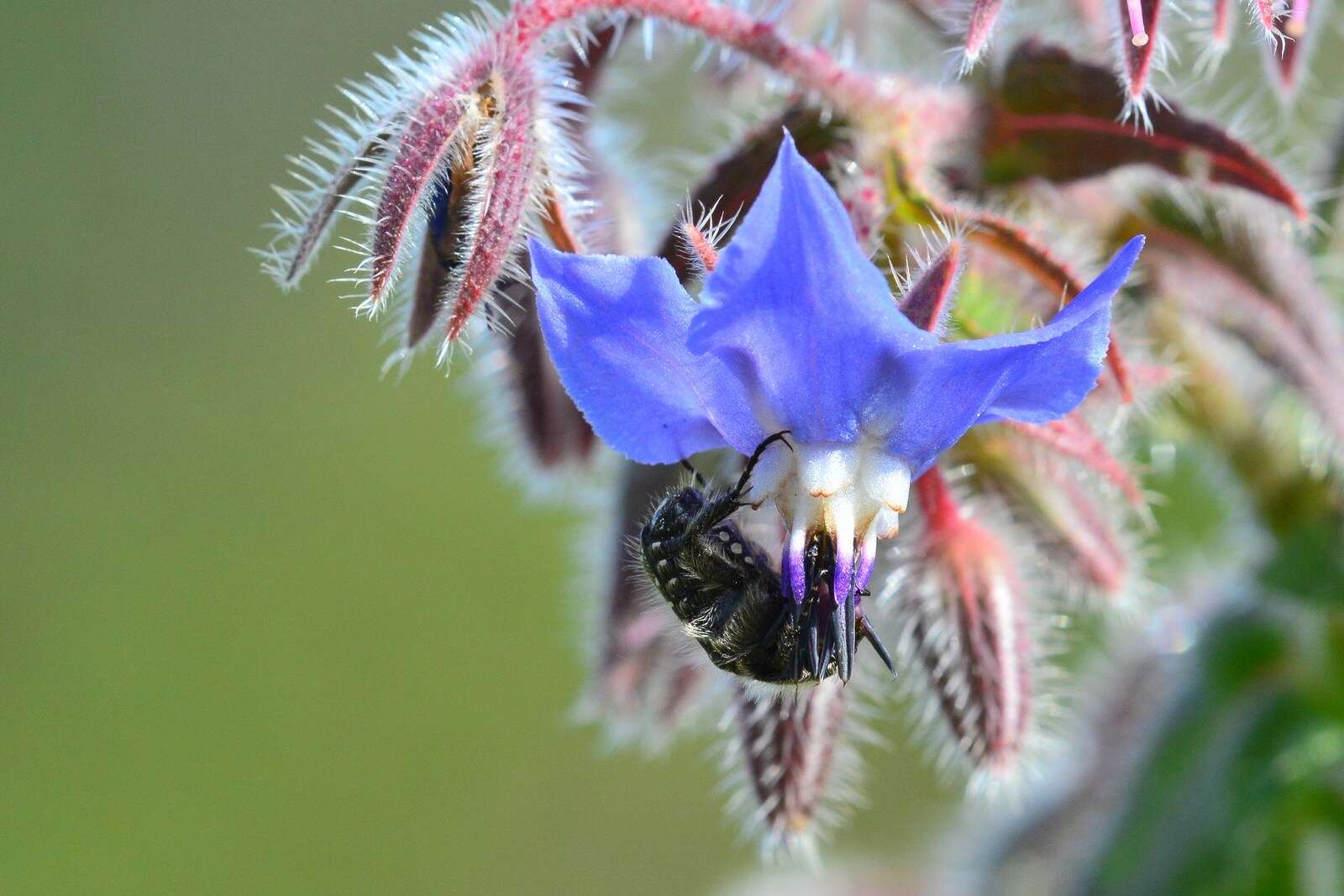 Image of Oxythyrea funesta (Poda 1761)