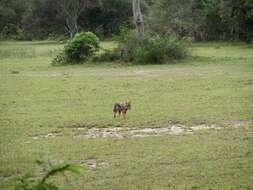 Image of Sri Lankan jackal