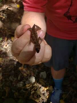 Imagem de Anolis roatanensis (Köhler & Mccranie 2001)