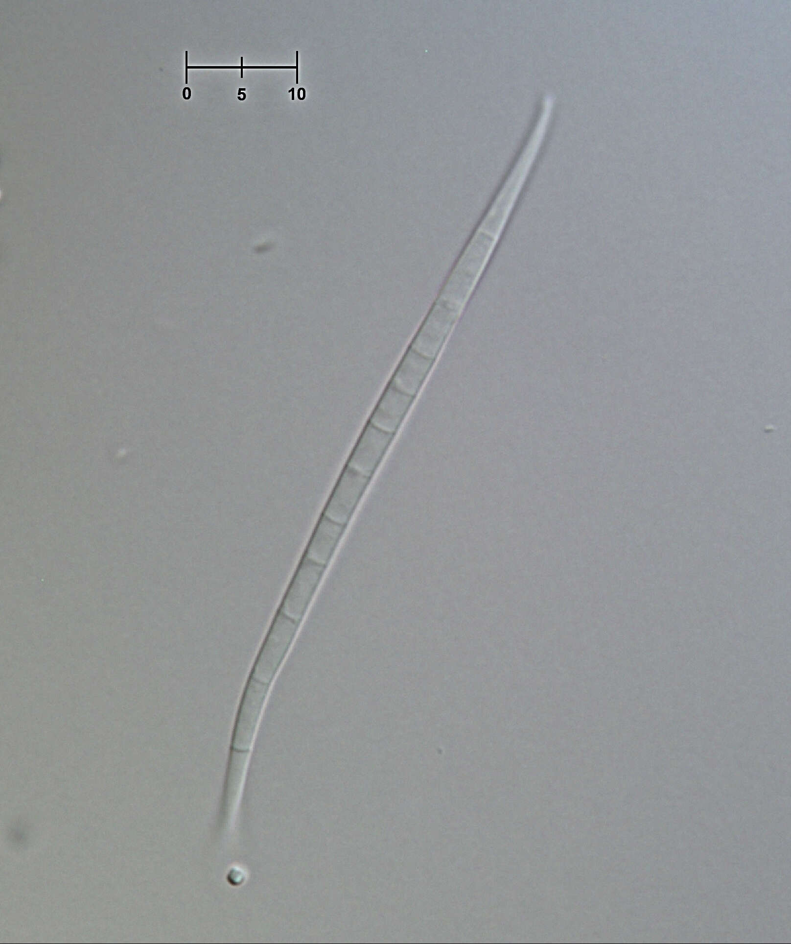 Image of Morrisographium ulmicola (Ellis & Everh.) Illman & G. P. White 1985