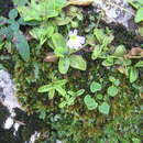 Image of Pinguicula crystallina subsp. hirtiflora (Ten.) A. Strid