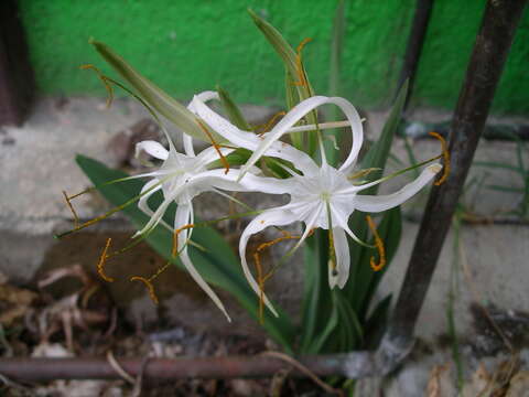 Image of Hymenocallis cleo Ravenna