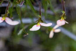 Image of Stylidium uniflorum subsp. uniflorum