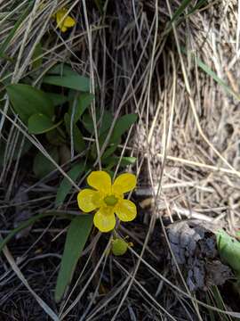 Image of Utah buttercup