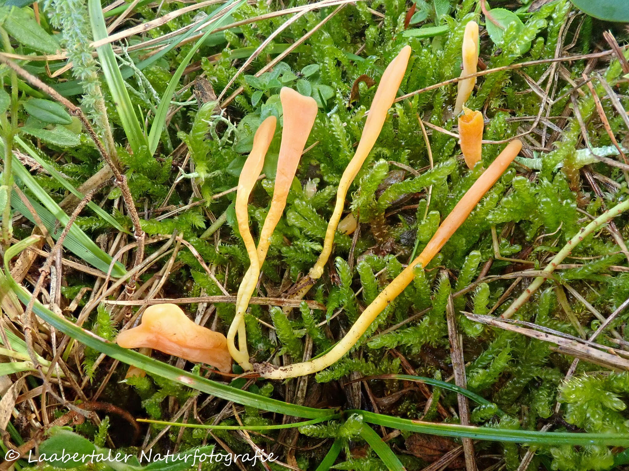 Clavulinopsis luteoalba (Rea) Corner 1950 resmi