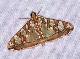 Image of Mulberry Leaftier Moth