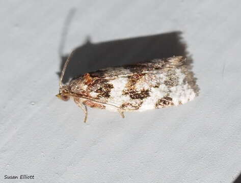 Argyrotaenia velutinana Walker 1863的圖片