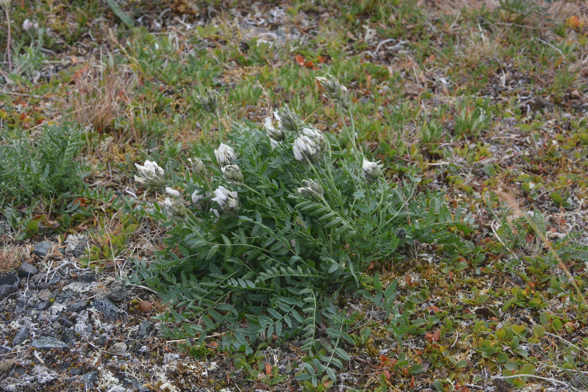 Sivun Oxytropis sordida kuva