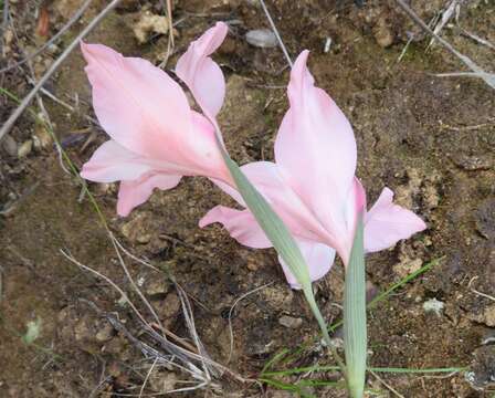 Image of Gladiolus virgatus Goldblatt & J. C. Manning