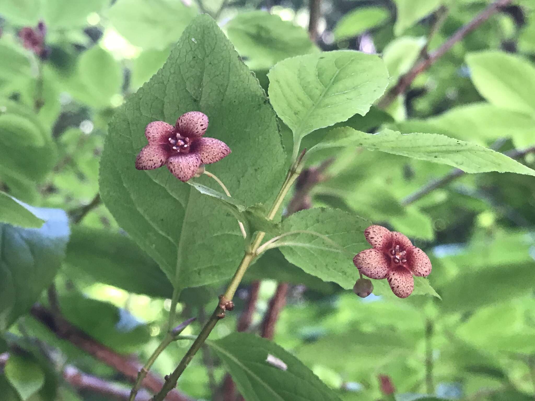 Imagem de Euonymus occidentalis Nutt. ex Torr.