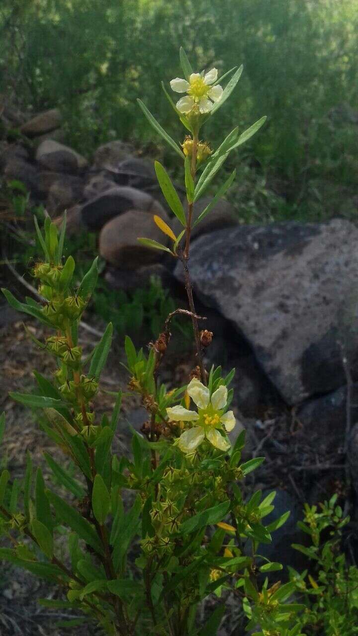 Image of shrubby yellowcrest