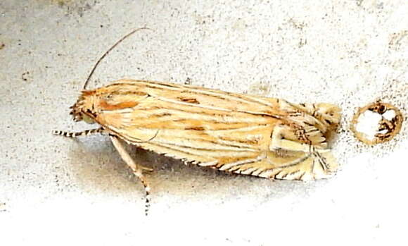 Image de <i>Eucosma grindeliana</i>