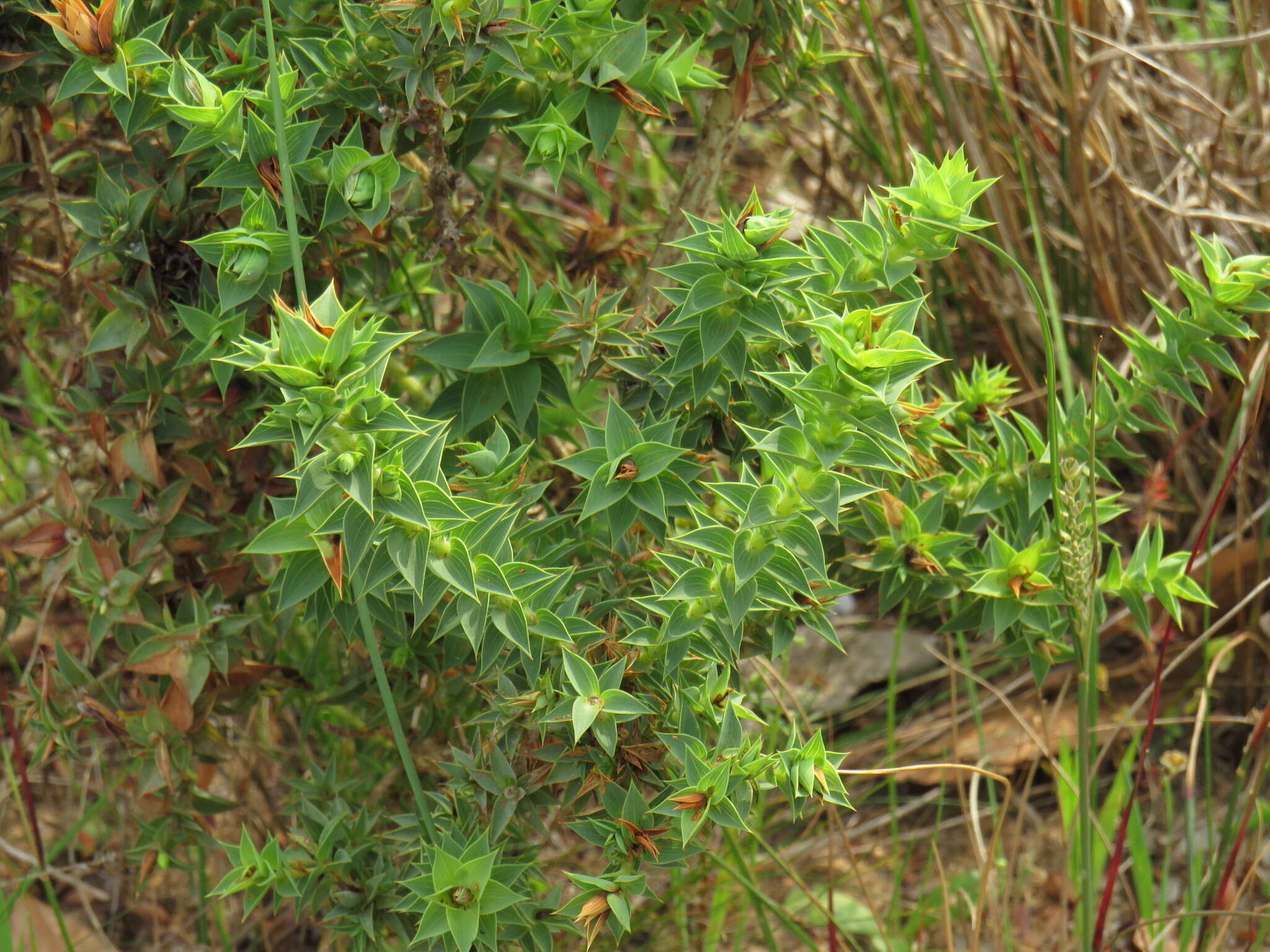 Image of Aspalathus cordata (L.) R. Dahlgren