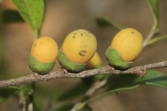 Imagem de Diospyros calciphila F. White