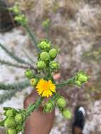 Image of Chrysopsis floridana var. highlandsensis (De Laney & Wunderlin) D. B. Ward