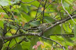 Image of Blyth's Leaf Warbler
