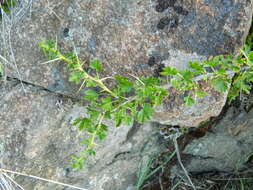 Image de Ribes velutinum var. gooddingii (M. E. Peck) C. L. Hitchc.