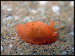 Image of Dendrodoris fumata (Rüppell & Leuckart 1830)