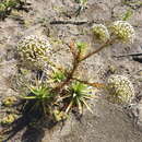 Image of Actinocephalus polyanthus (Bong.) Sano