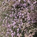 صورة Limonium tuberculatum (Boiss.) O. Kuntze