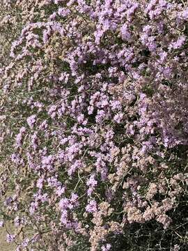 Слика од Limonium tuberculatum (Boiss.) O. Kuntze