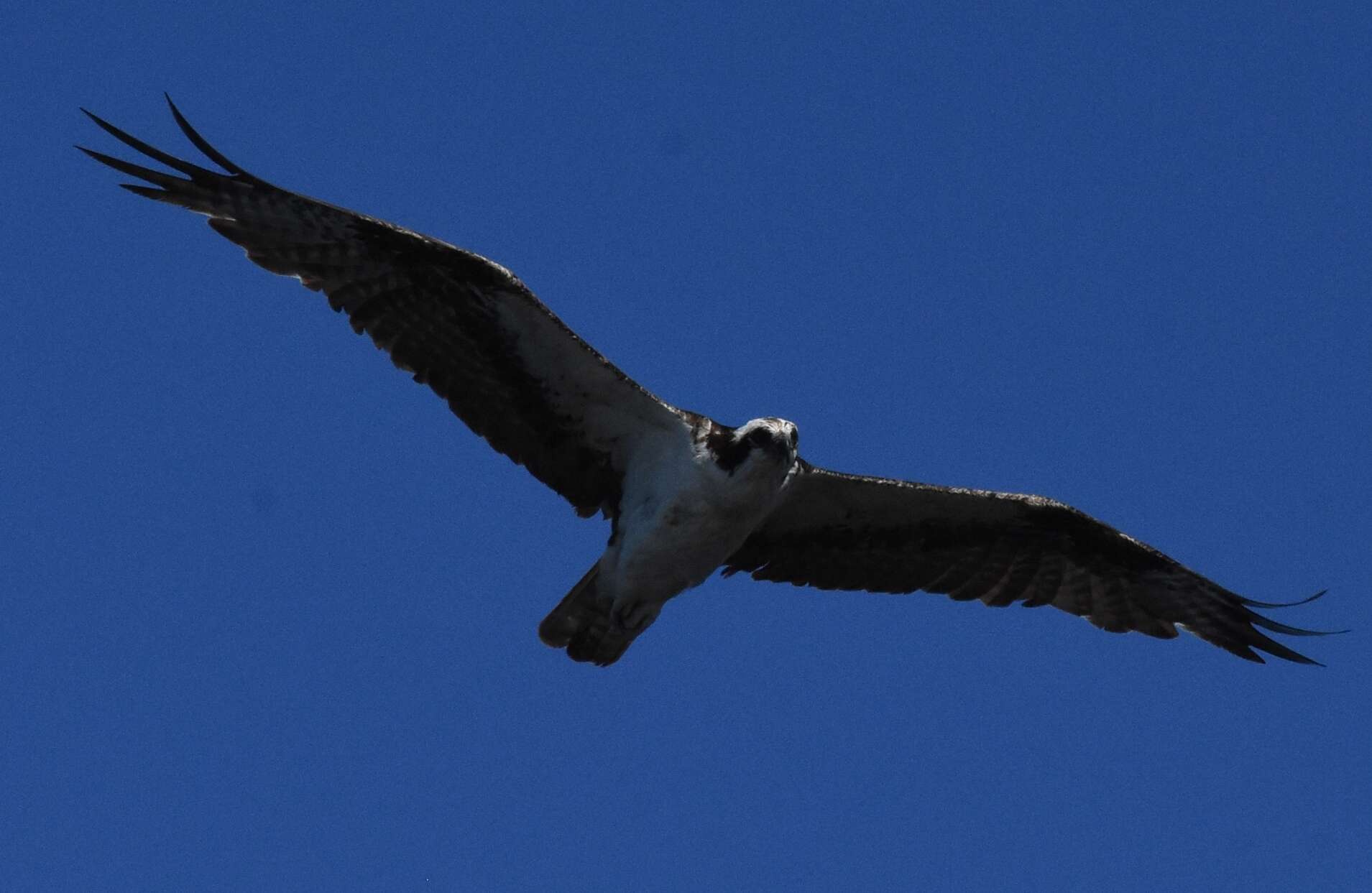 Image of Pandion haliaetus carolinensis (Gmelin & JF 1788)