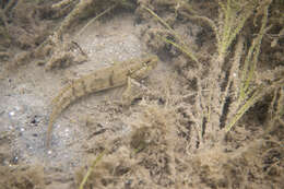 Image of Half-bridled goby