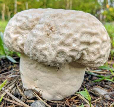 Image of Calvatia lilacina (Mont. & Berk.) Henn. 1904