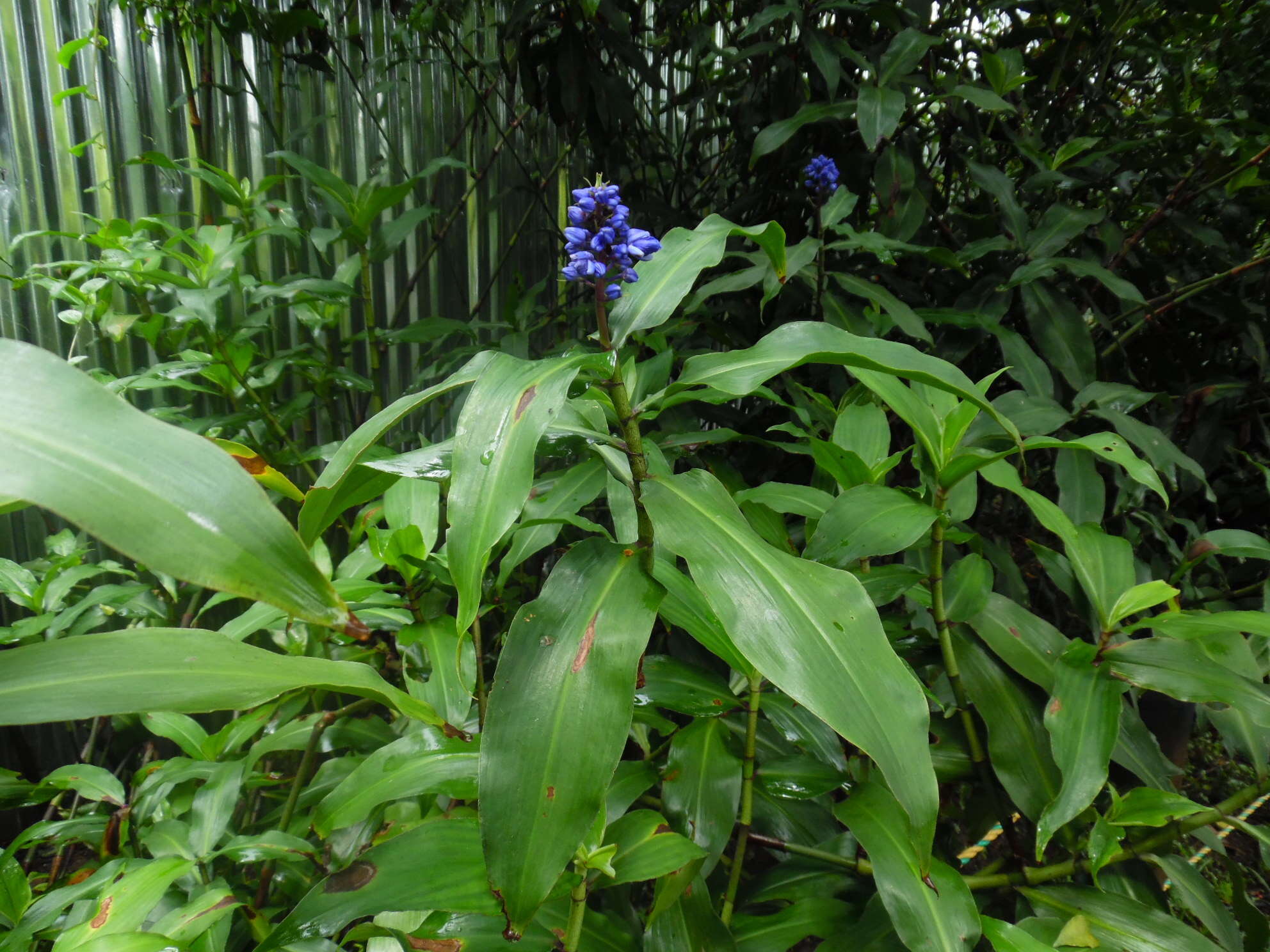 Image of Blue ginger