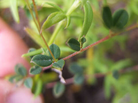 Image of Indigofera sarmentosa L. fil.