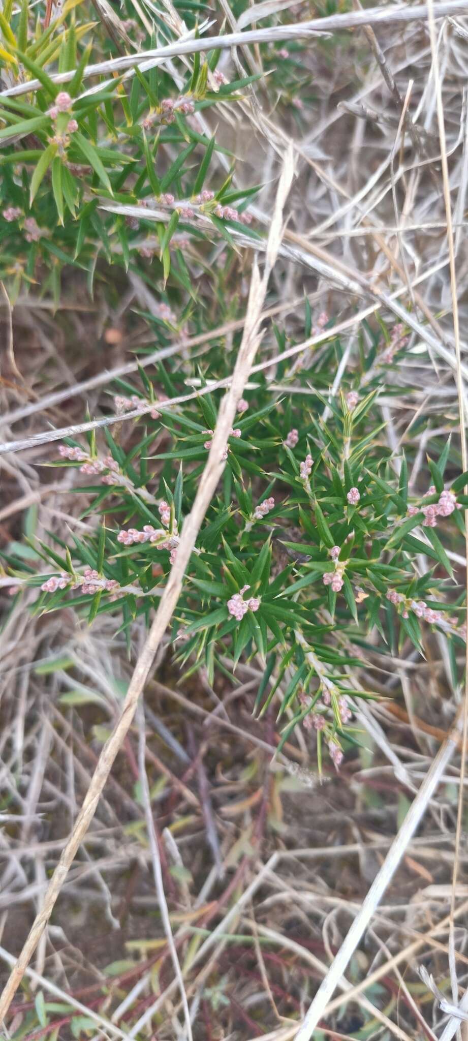 Image of Lissanthe strigosa subsp. subulata (R. Br.) J. M. Powell