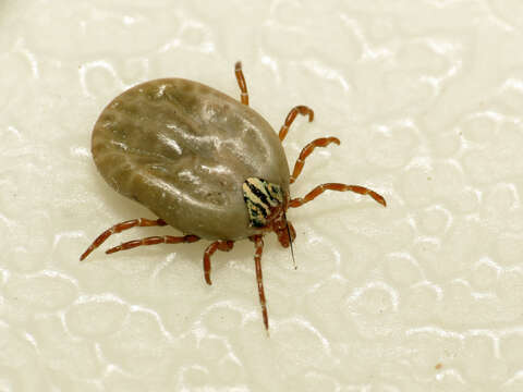 Image of Amblyomma triste Koch 1844