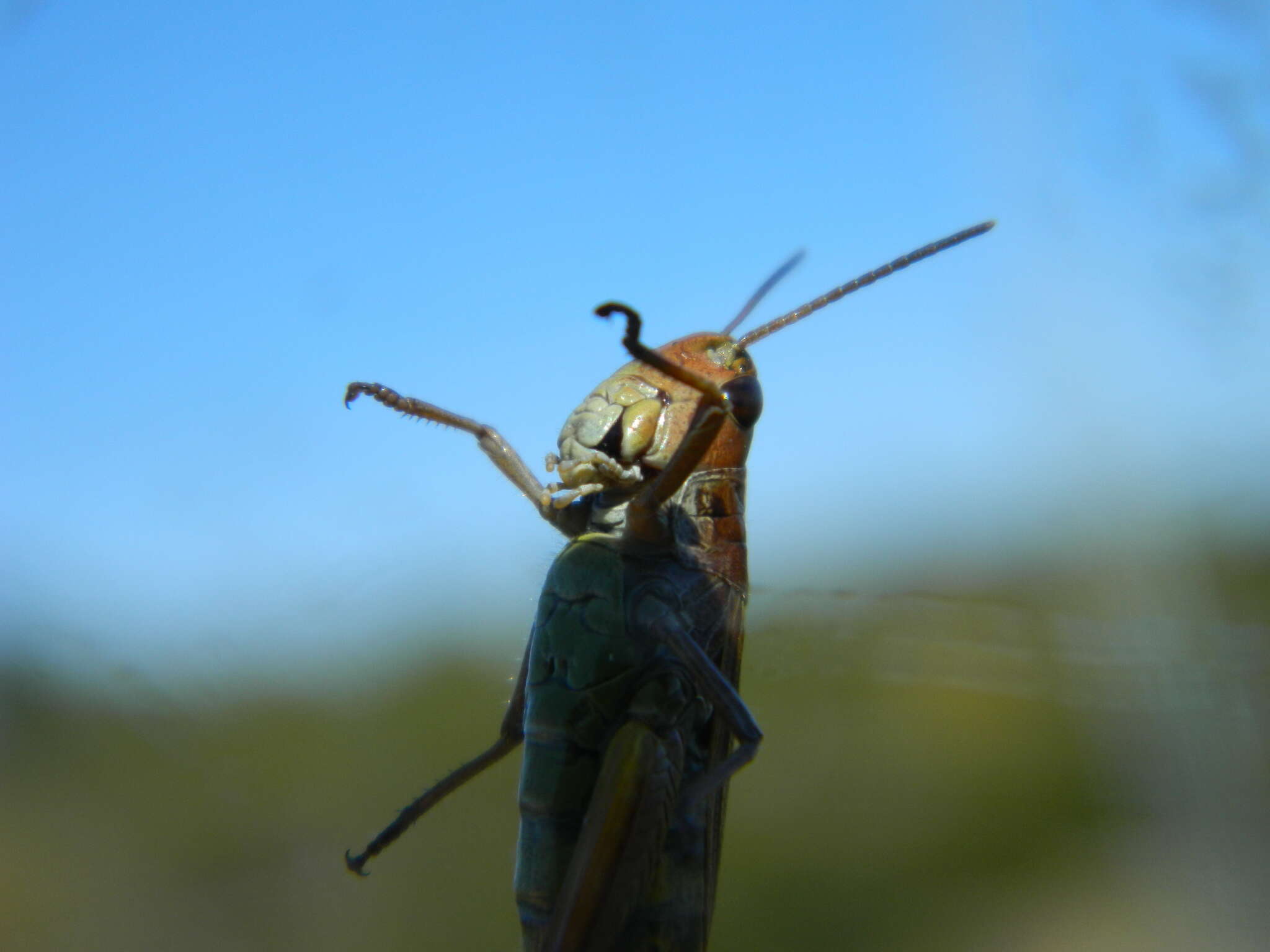 Image of Pseudochorthippus curtipennis curtipennis (Harris & T. W. 1835)